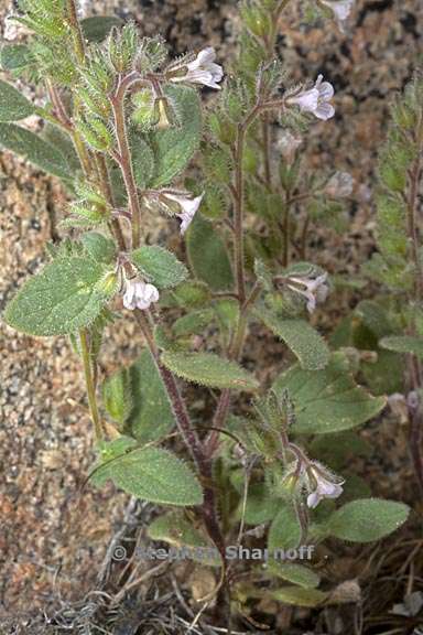 phacelia vallicola 1 graphic